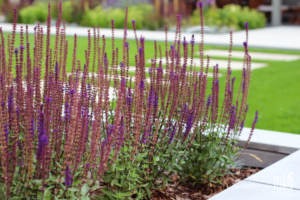 realizacja ogrodu poznań