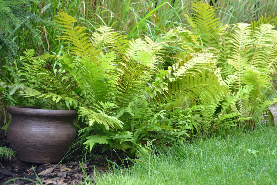 projekt ogrodu poznań, projektowanie ogrodów Poznań, architektura krajobrazu poznań, rock&flower studio Poznań, architekt krajobrazu