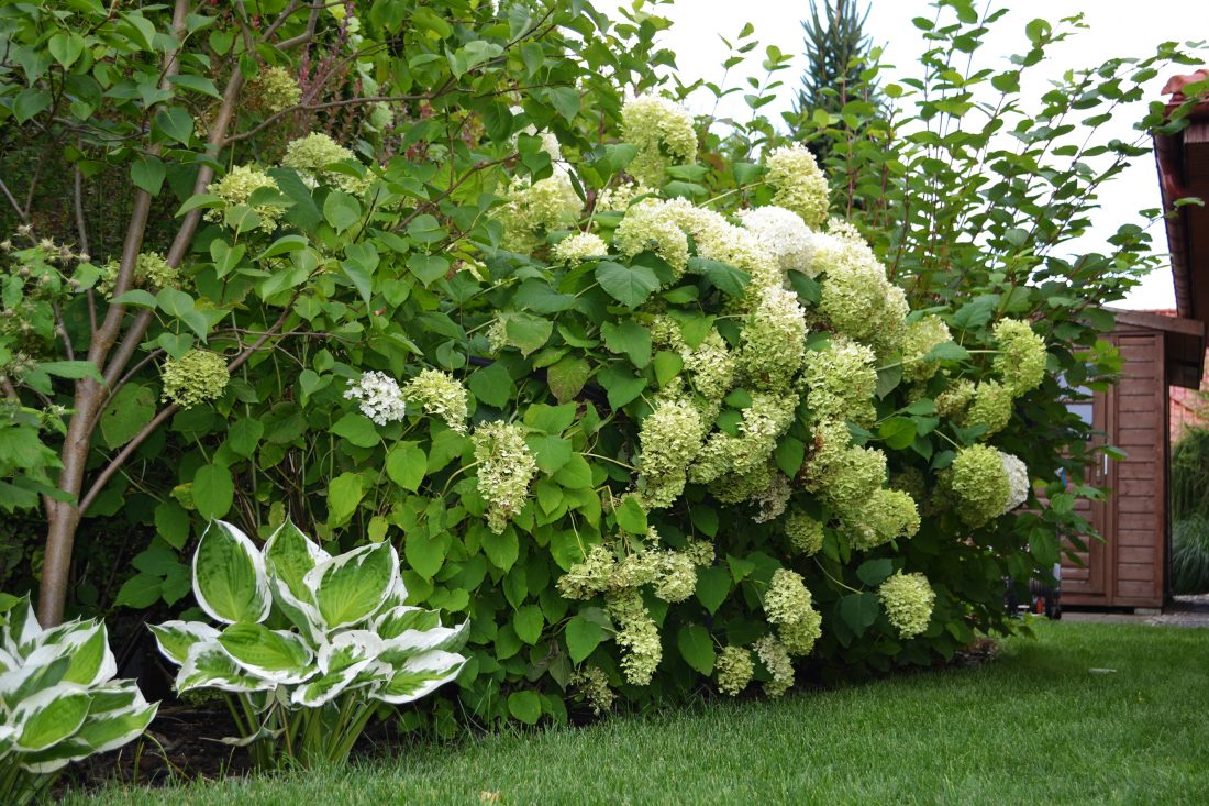 projekt ogrodu poznań, projektowanie ogrodów Poznań, architektura krajobrazu poznań, rock&flower studio Poznań, architekt krajobrazu