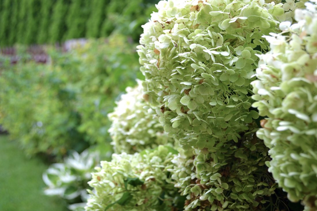 projekt ogrodu poznań, projektowanie ogrodów Poznań, architektura krajobrazu poznań, rock&flower studio Poznań, architekt krajobrazu