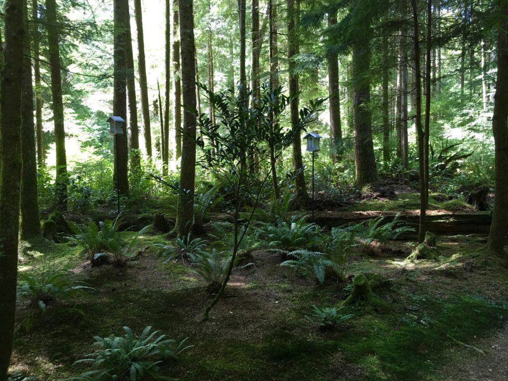 projektowanie leśnego ogrodu