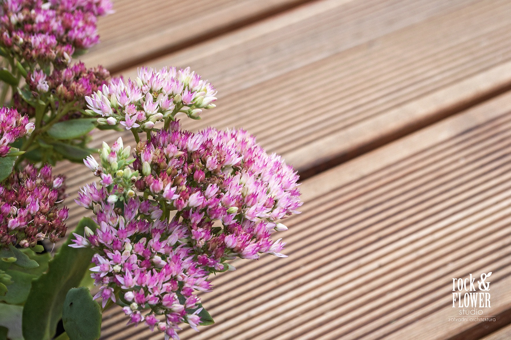 Maly ogród w Pradze