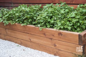 Maly ogród w Pradze